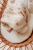 Mamushie160.webp